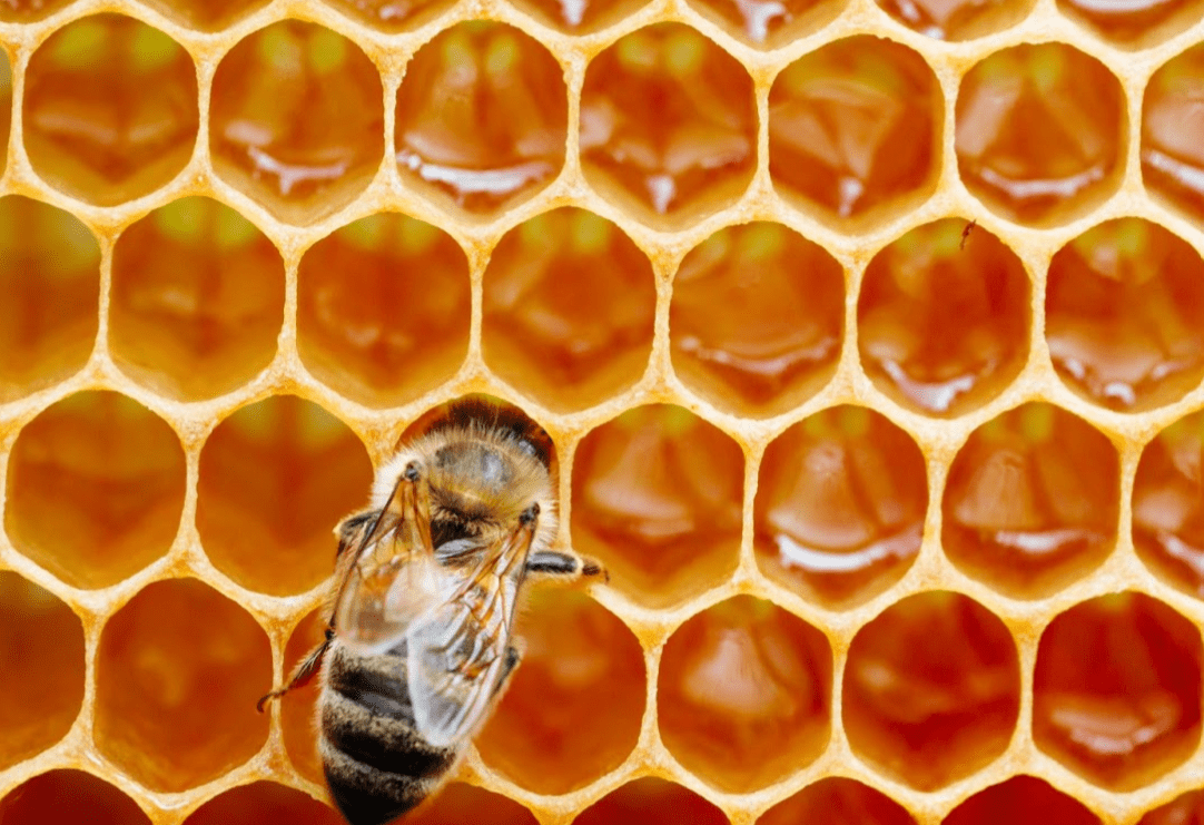 Apicultores del Pacífico Central reportan cerca de 18 millones de abejas muertas por intoxicación
